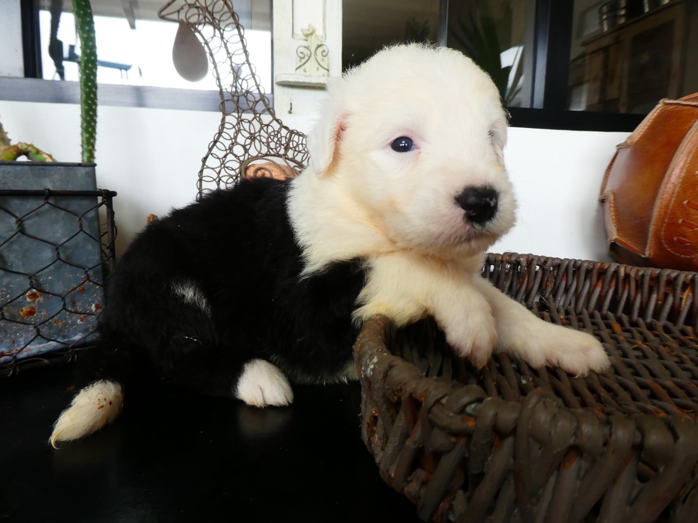 CHIOT 1