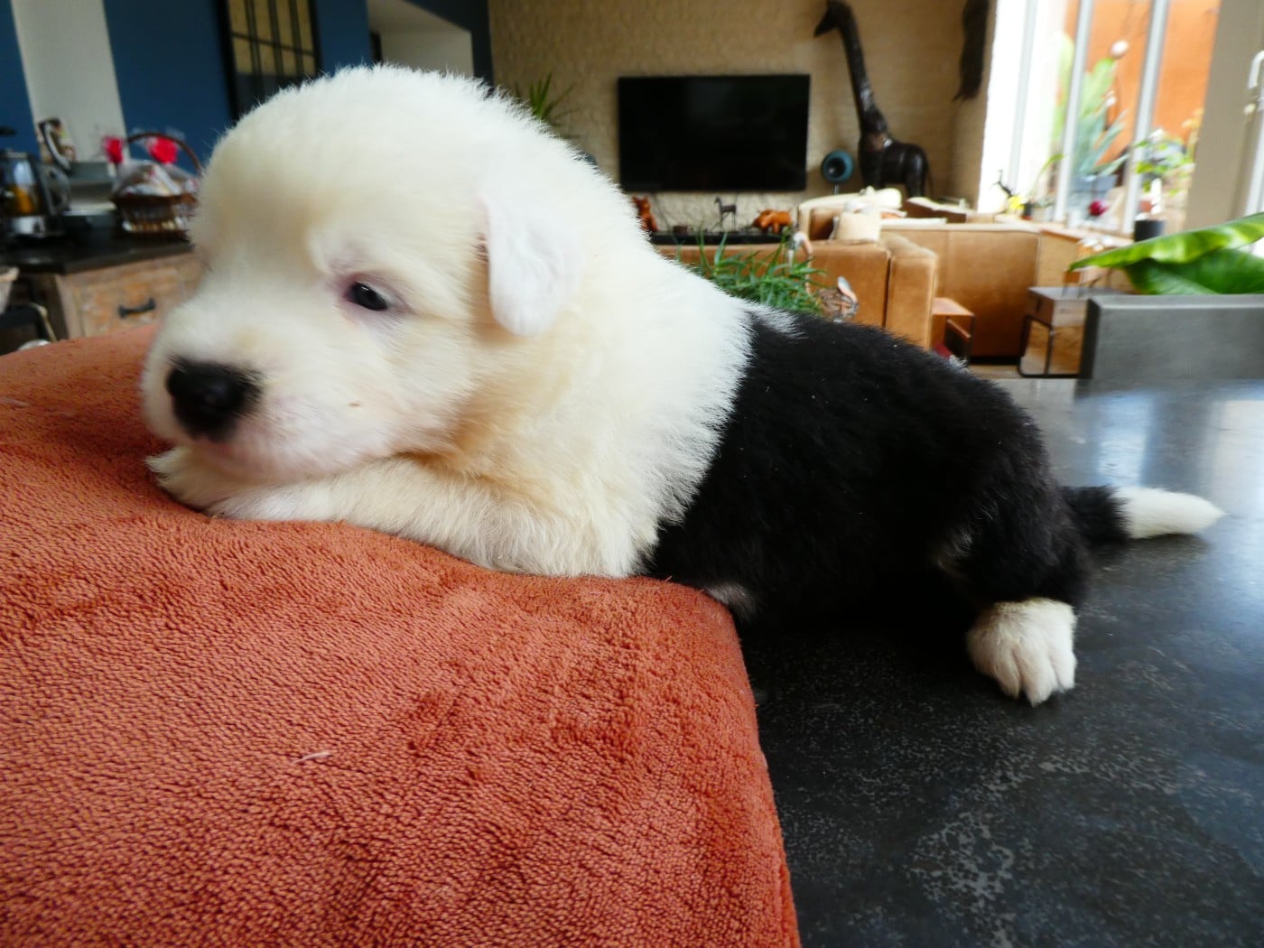 CHIOT 3