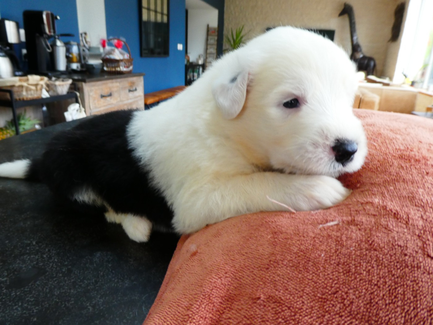 CHIOT 3