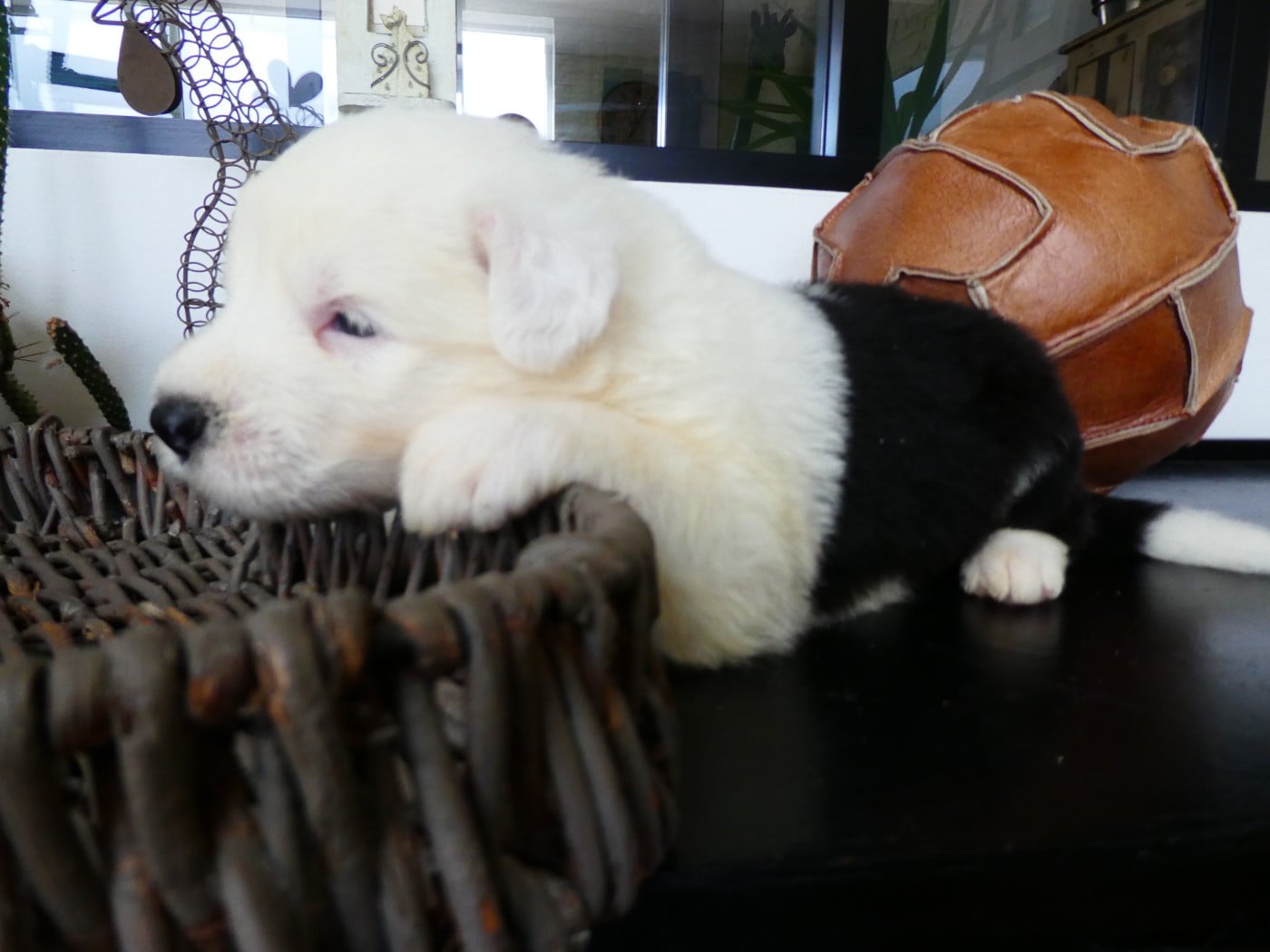 CHIOT 3