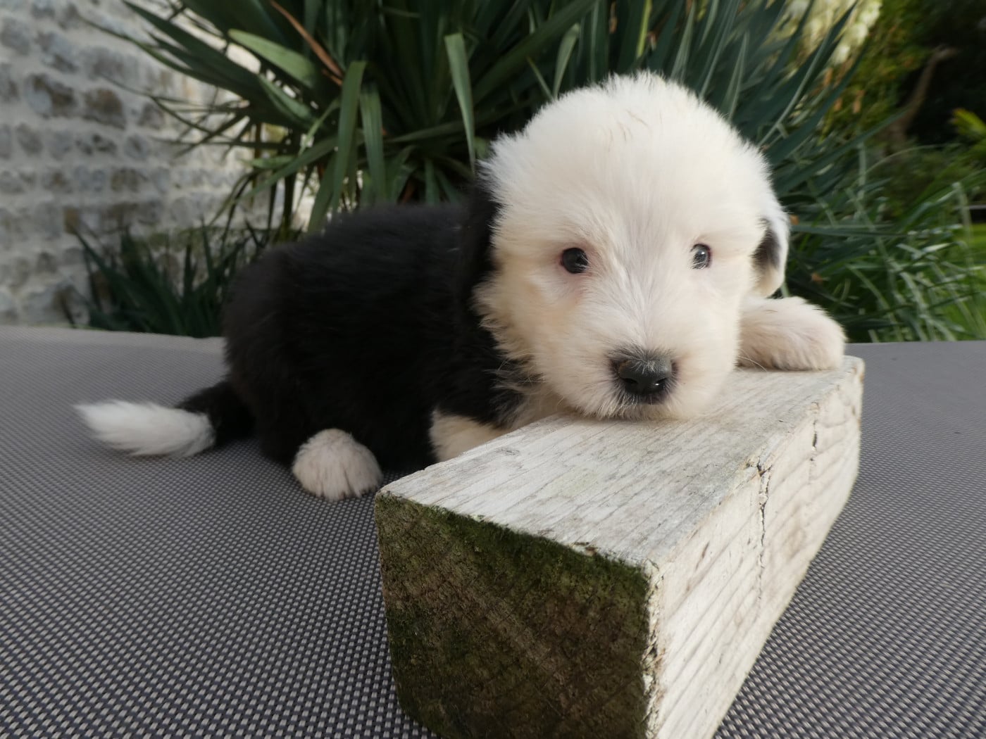 CHIOT 2