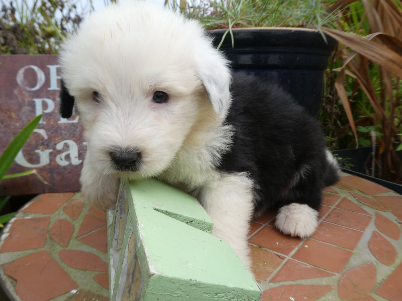 CHIOT 2