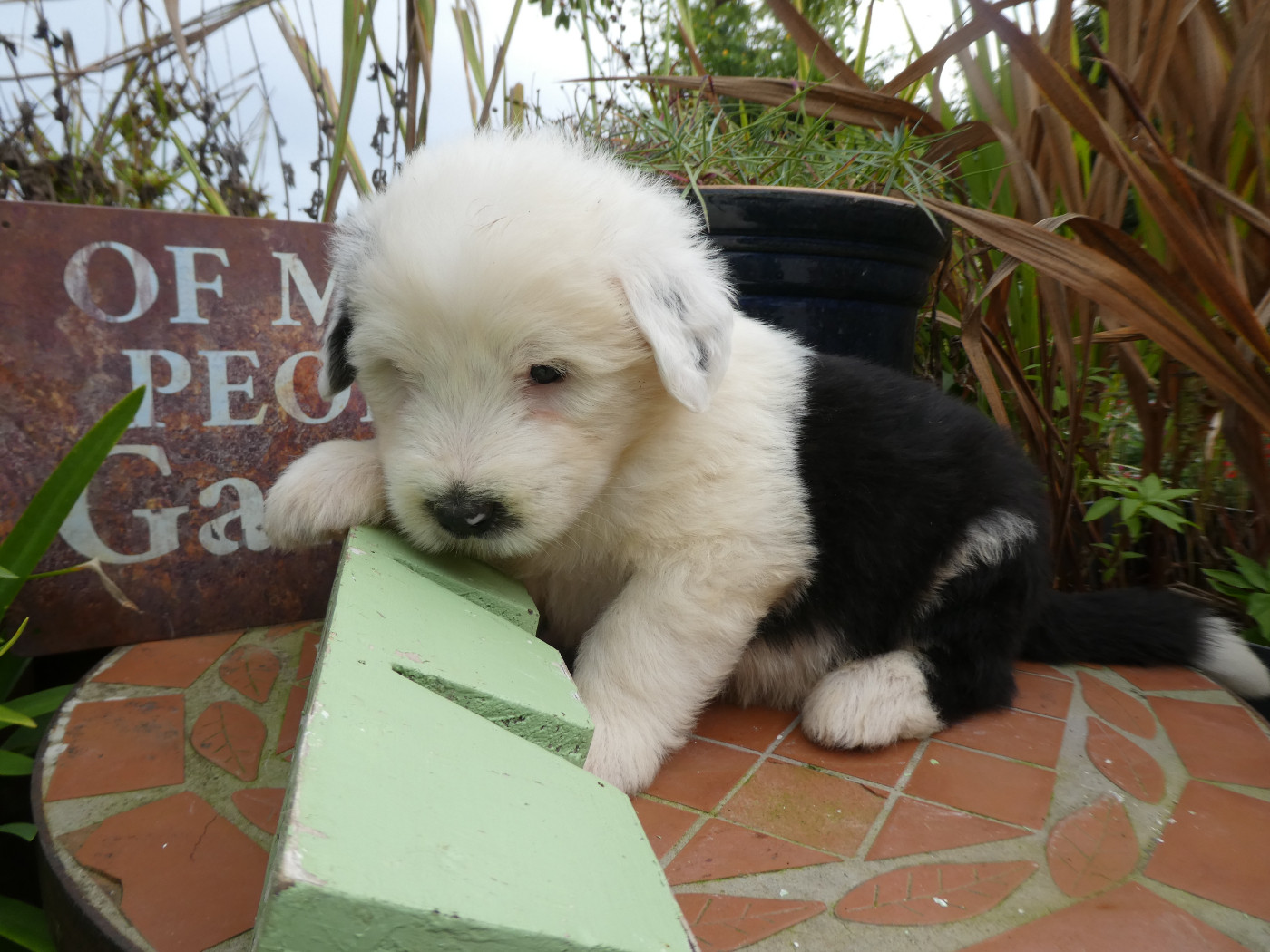 CHIOT 2