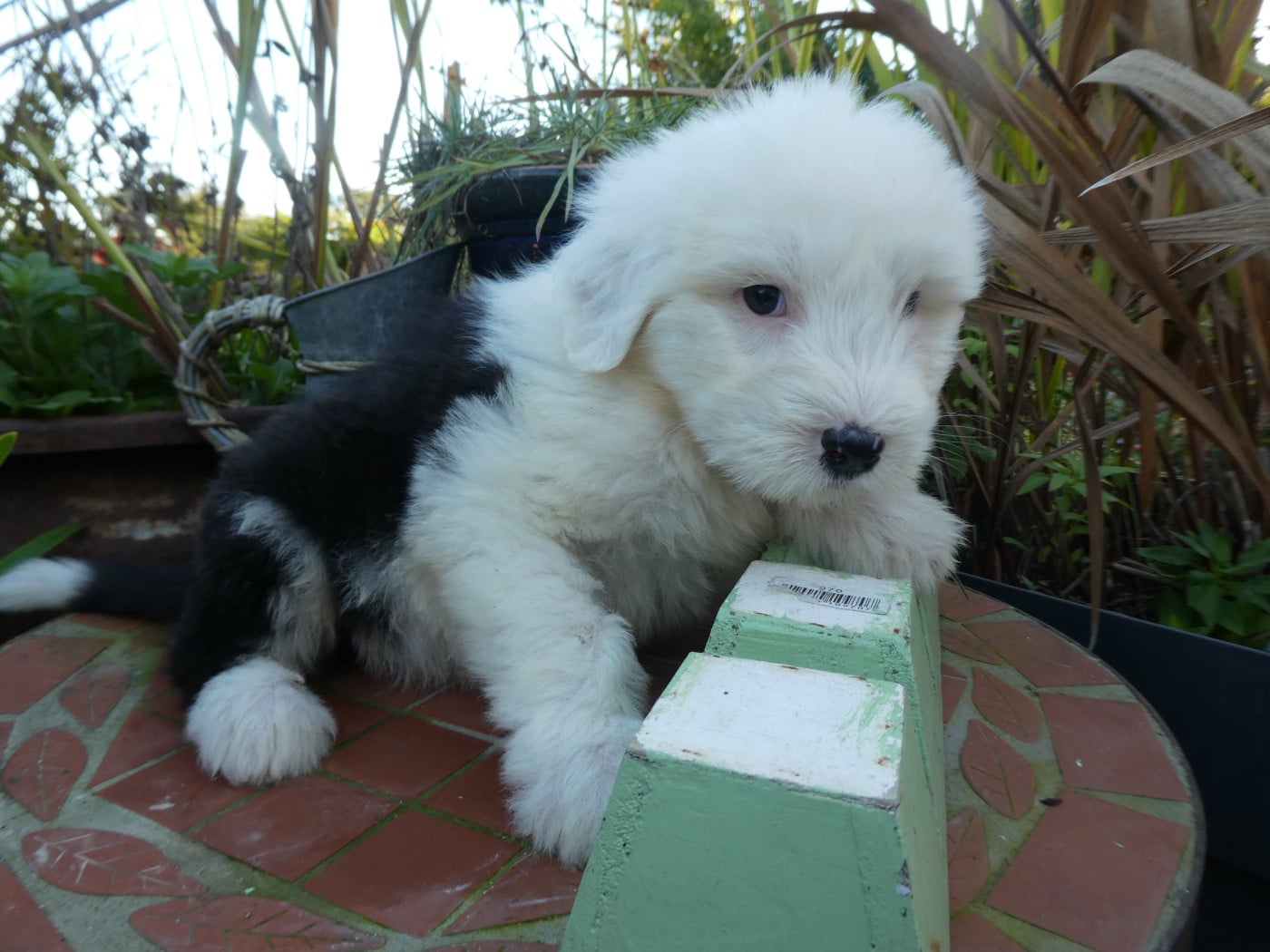 CHIOT 4