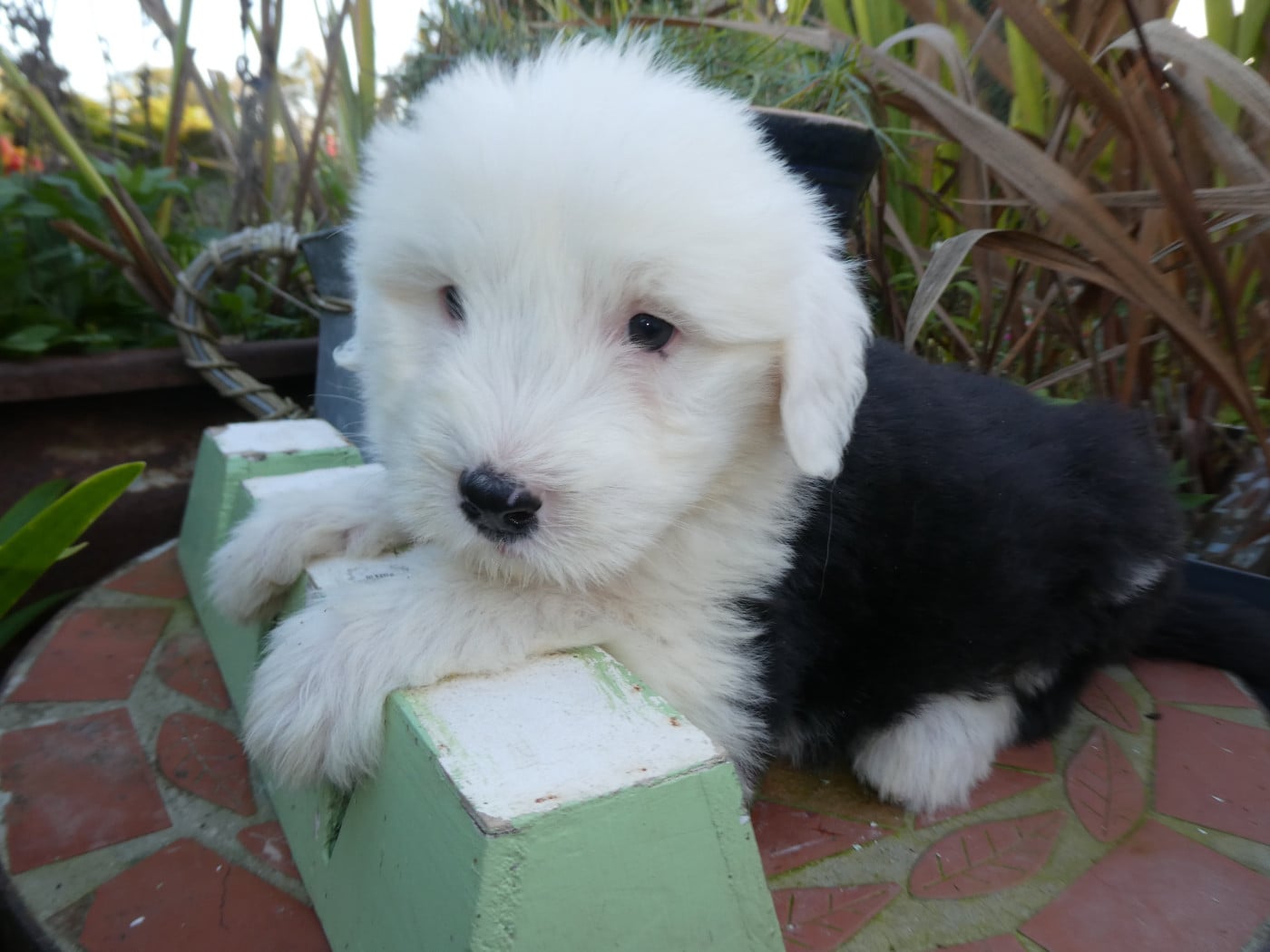 CHIOT 4