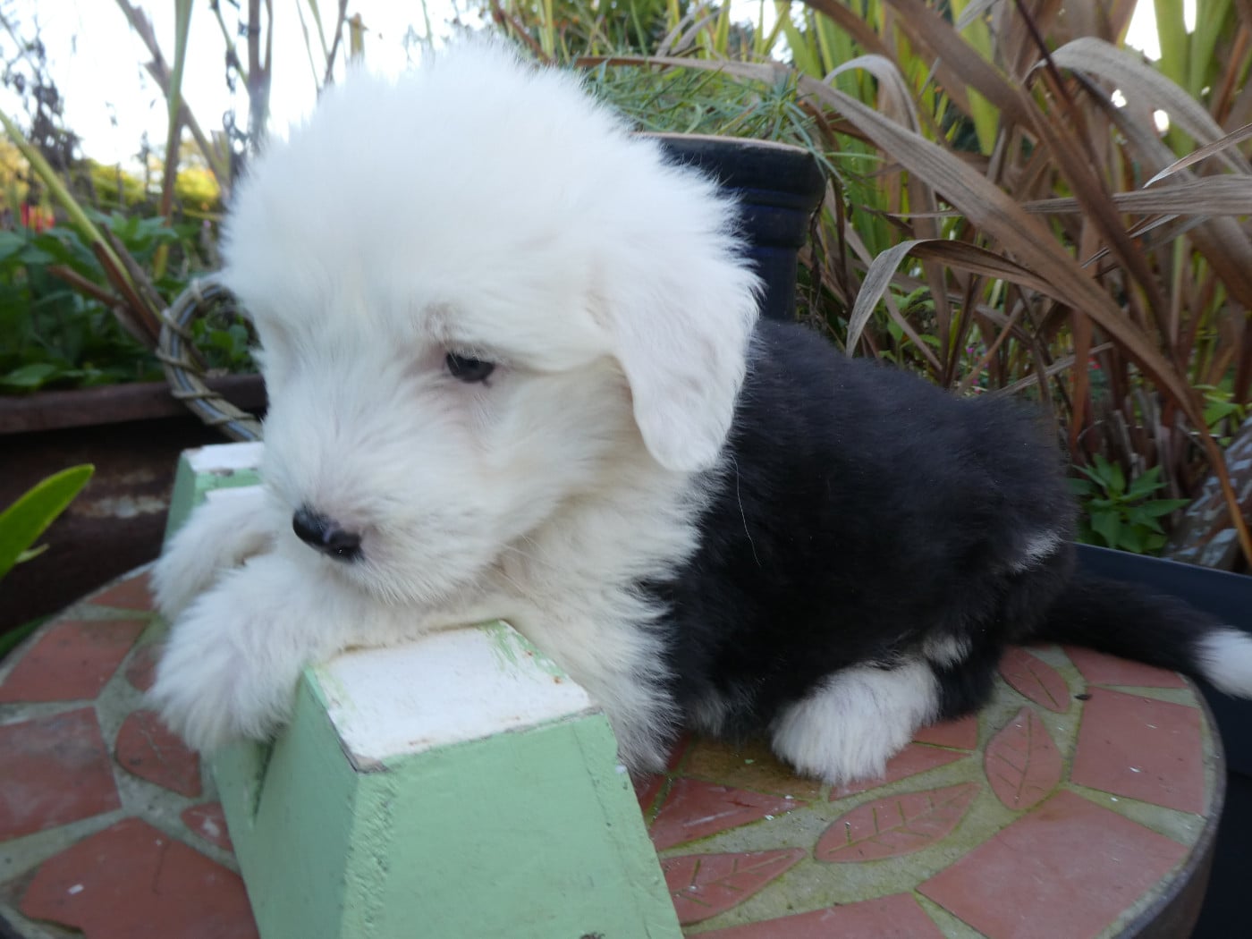 CHIOT 4