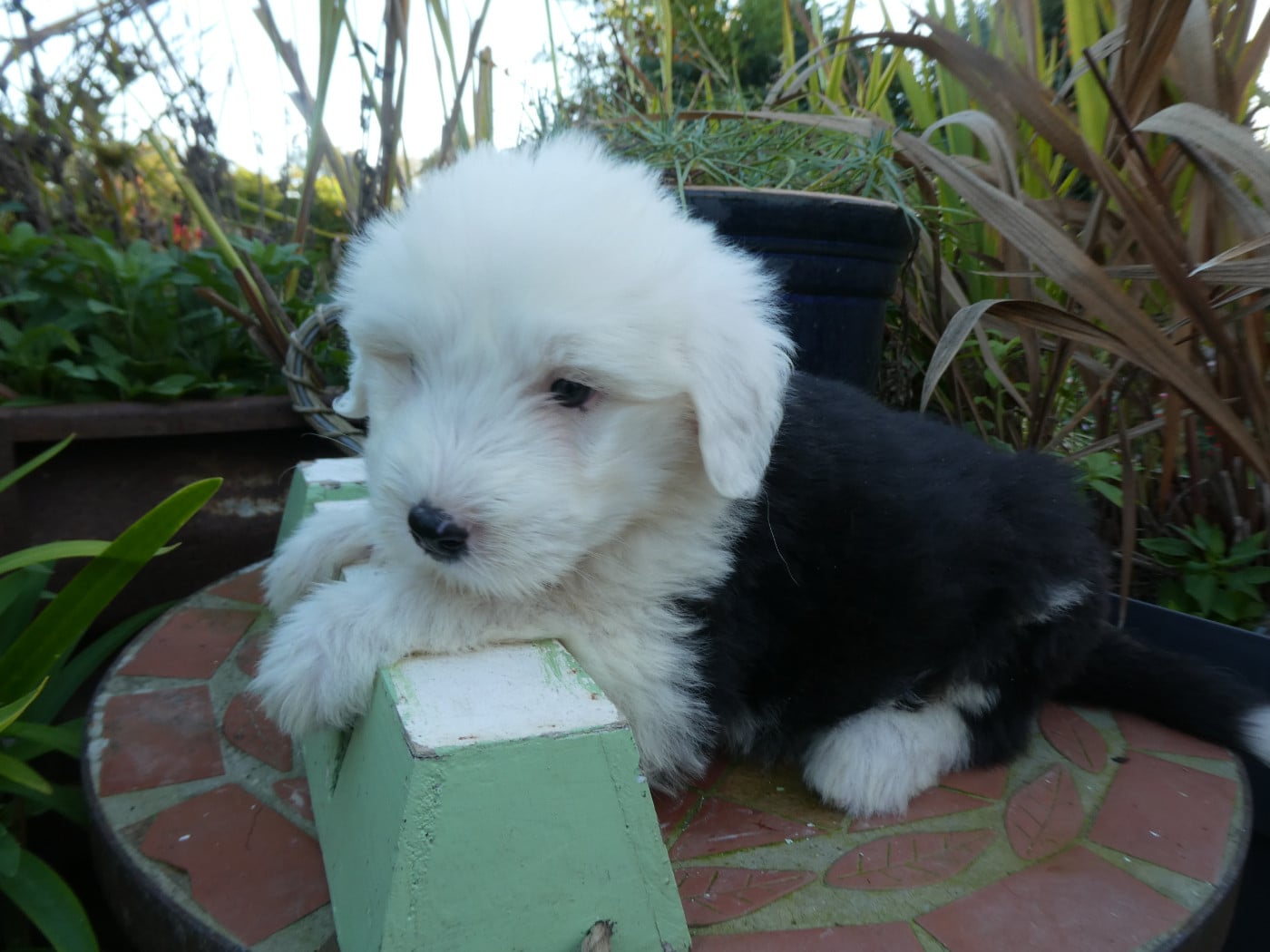CHIOT 4