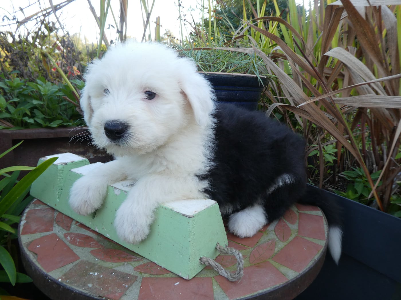 CHIOT 3