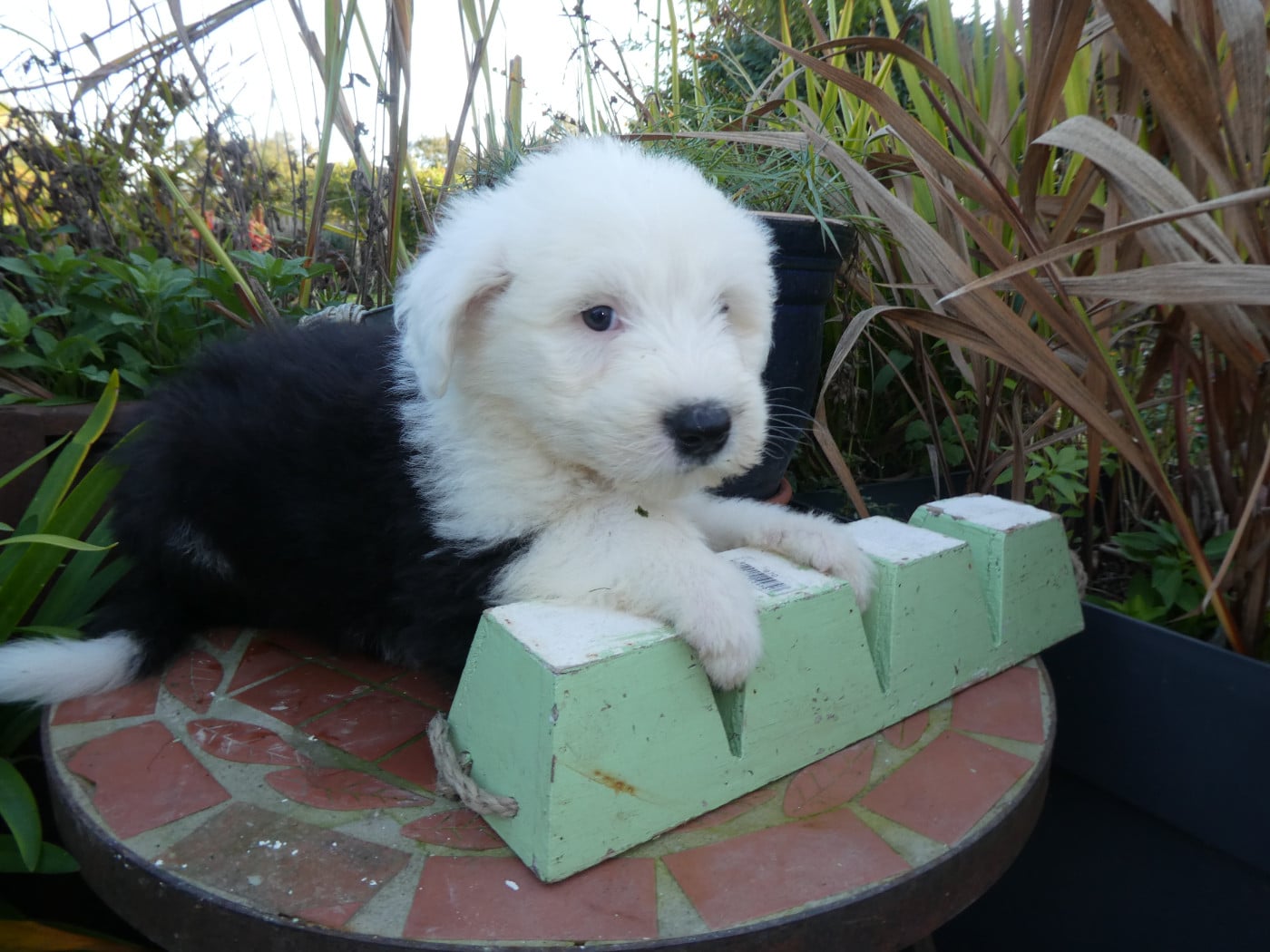 CHIOT 3