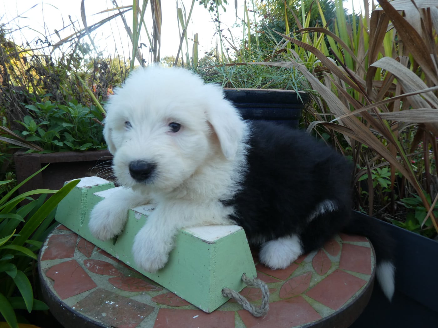 CHIOT 3