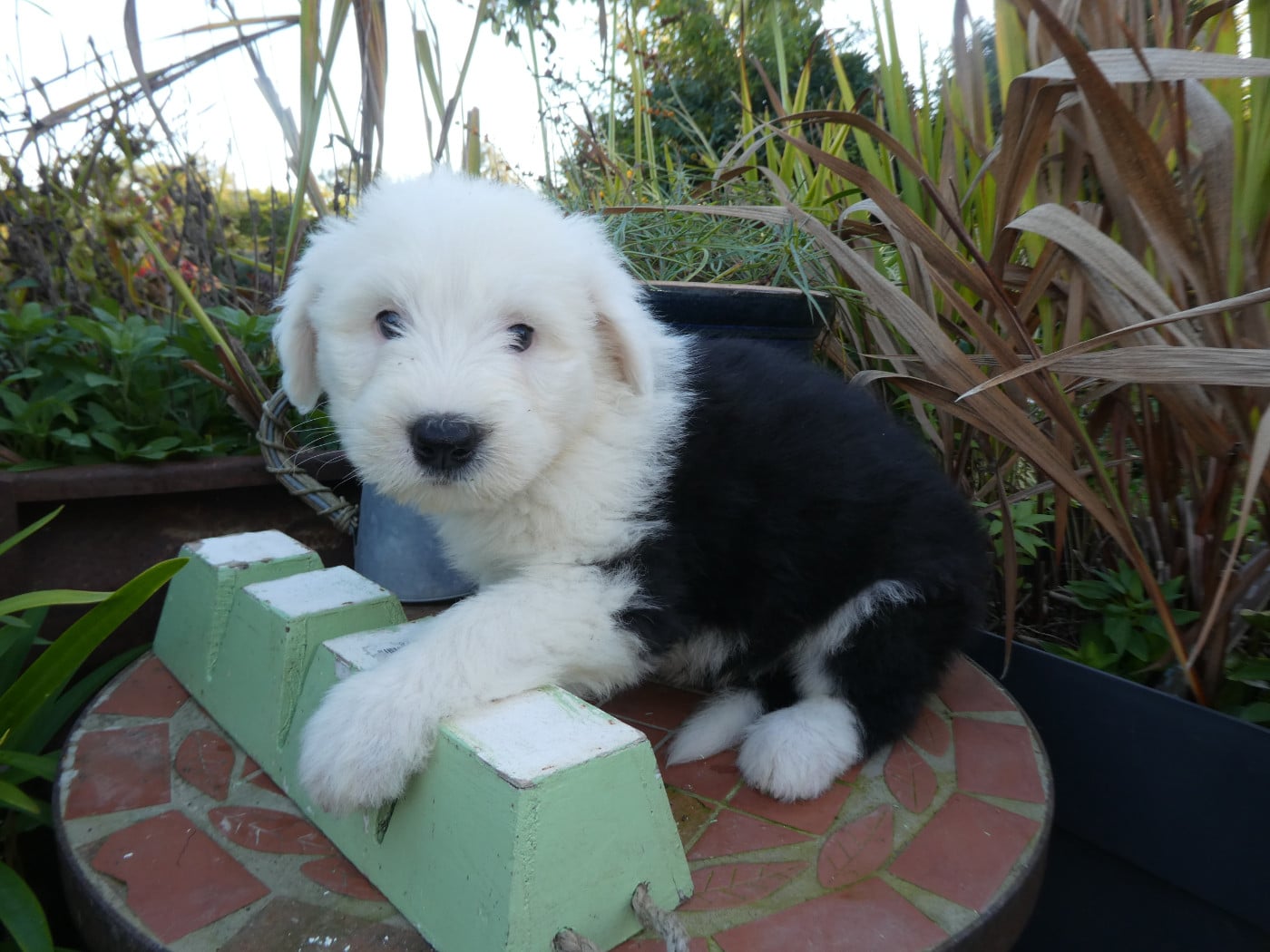 CHIOT 3