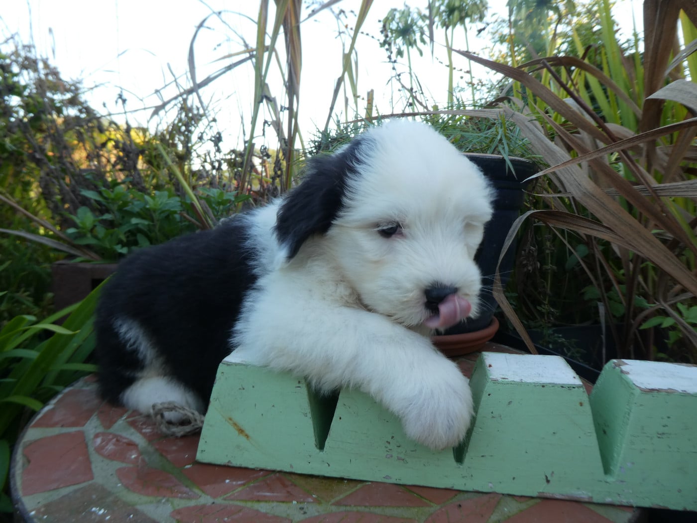 CHIOT 2