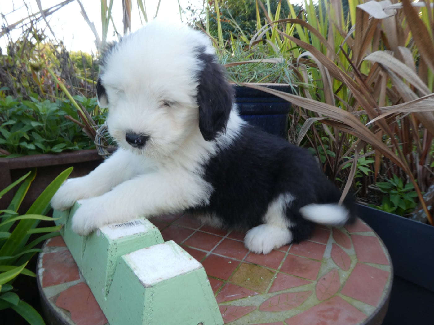 CHIOT 2