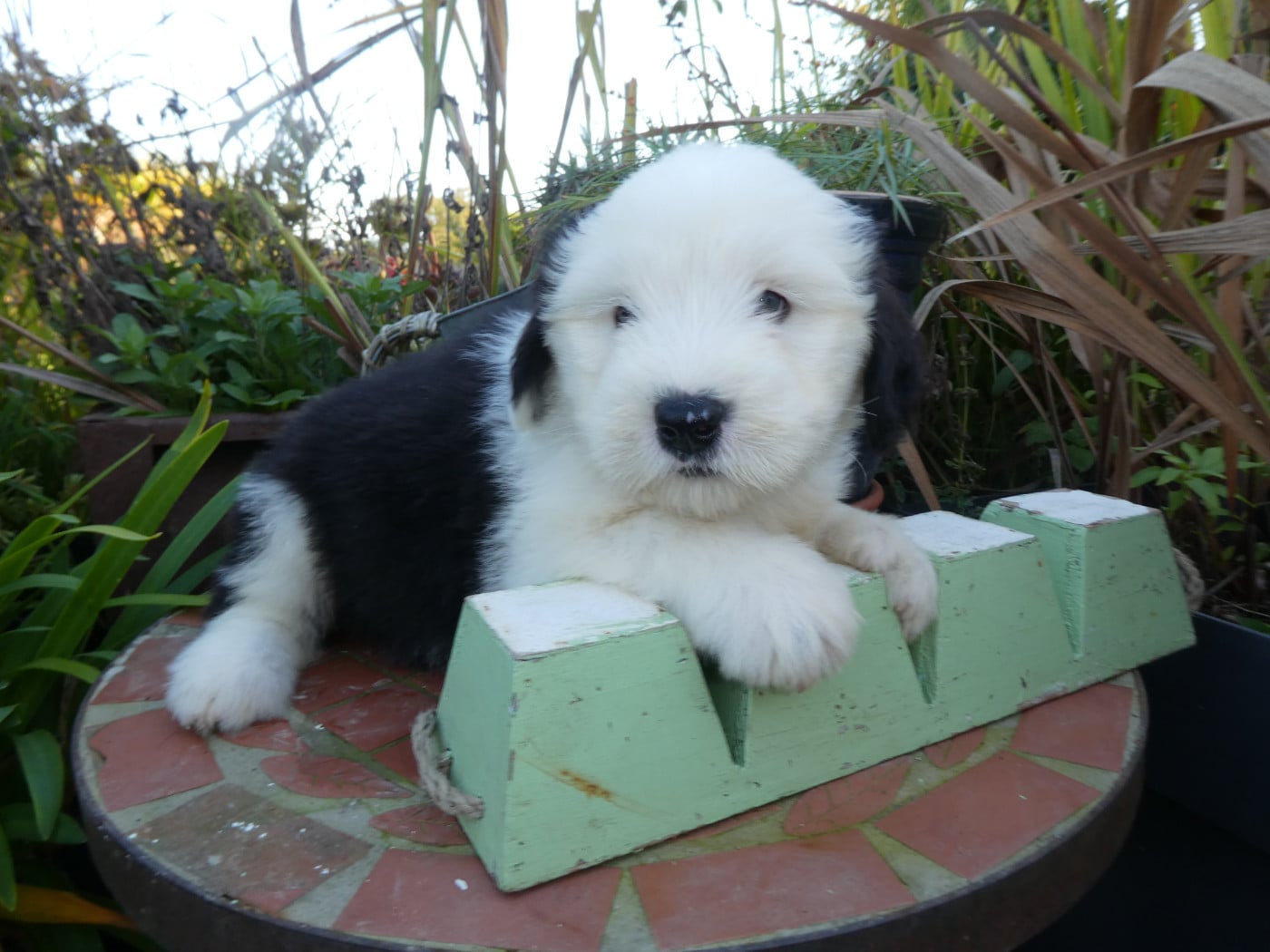 CHIOT 2