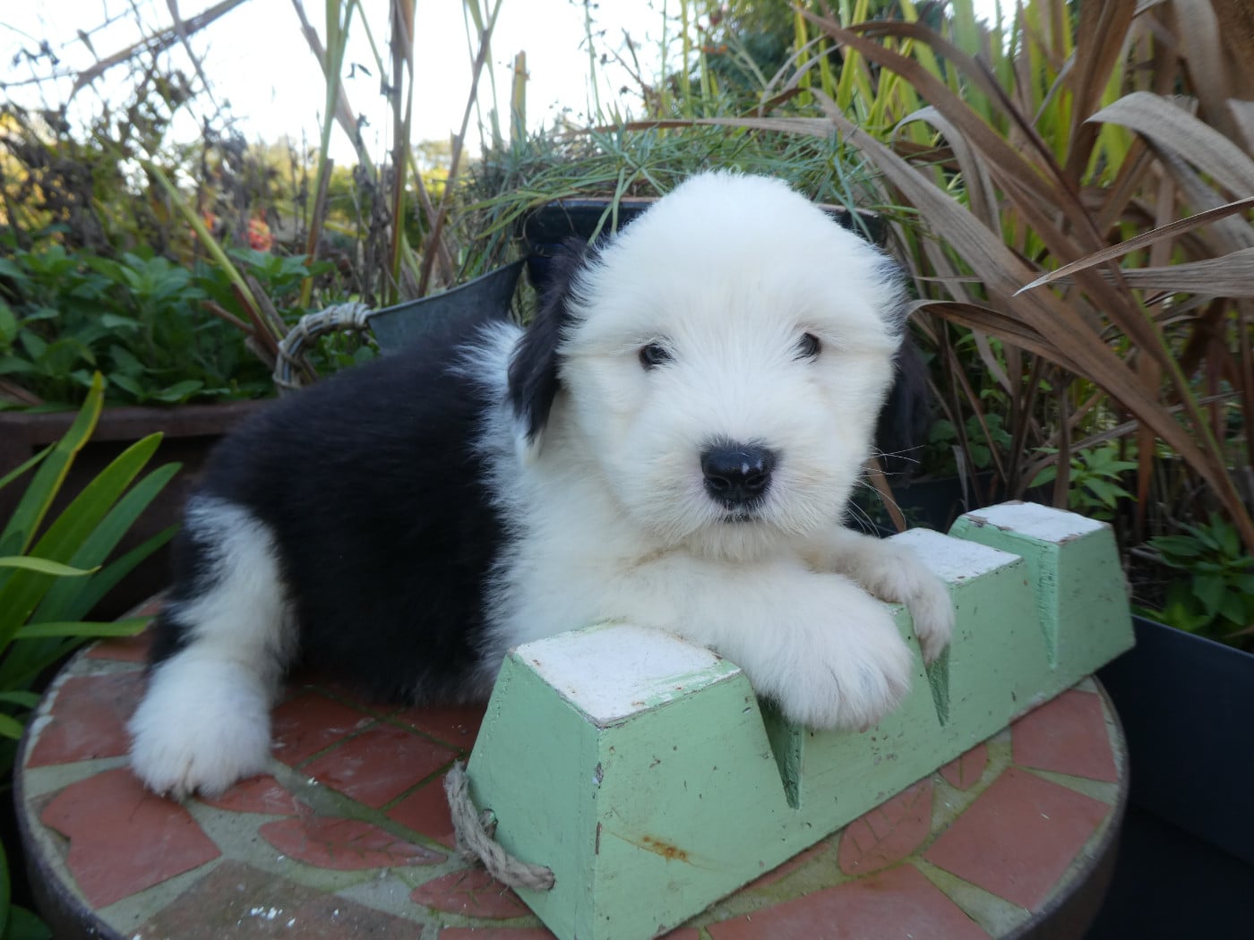 CHIOT 2