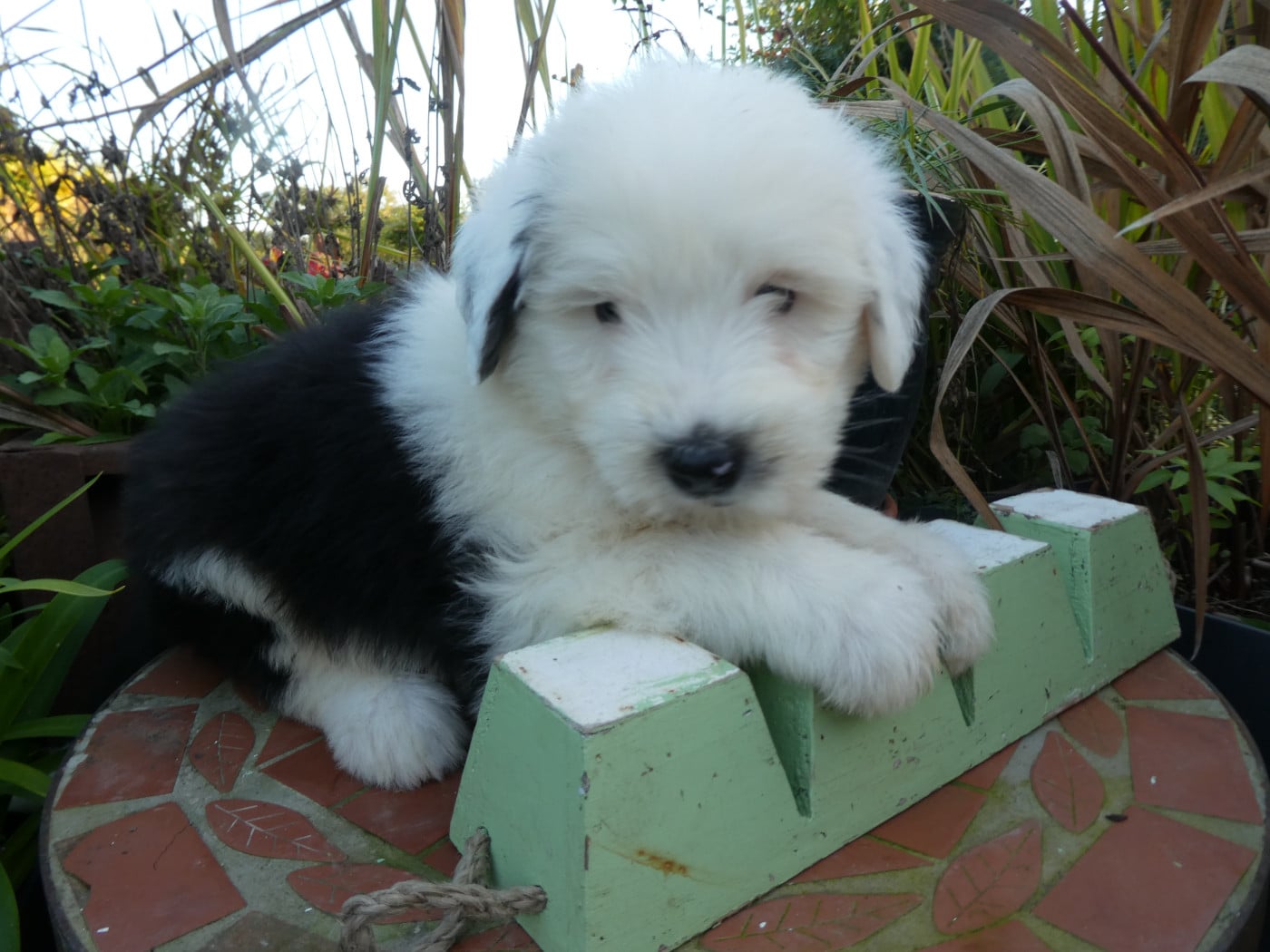 CHIOT 1