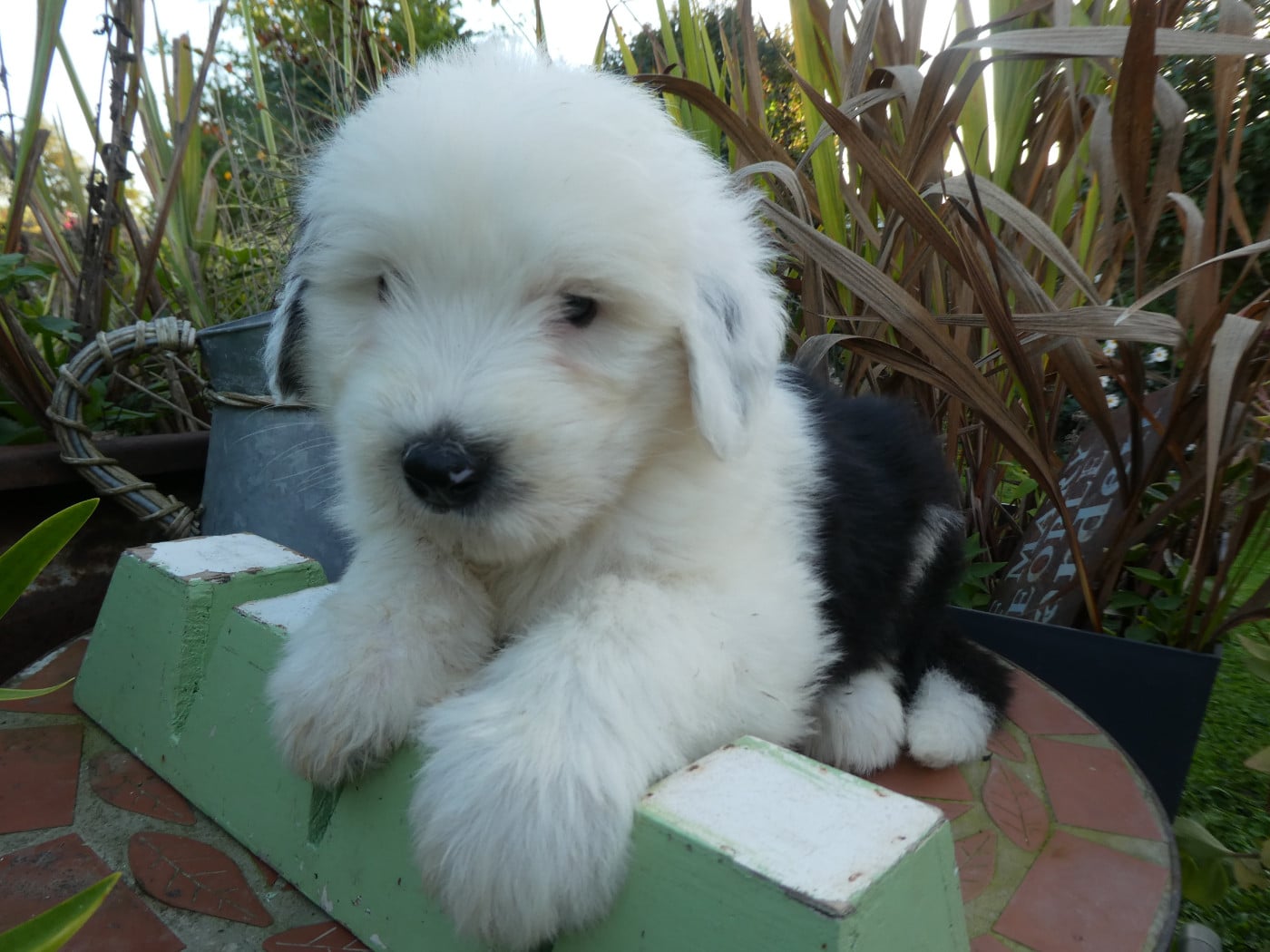 CHIOT 1