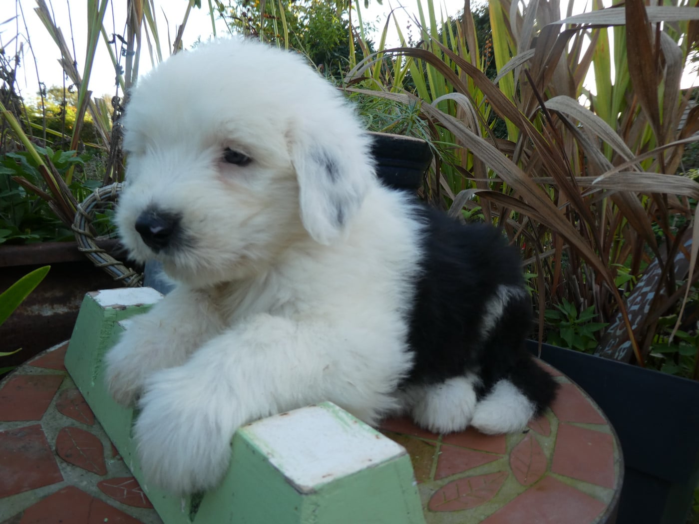 CHIOT 1