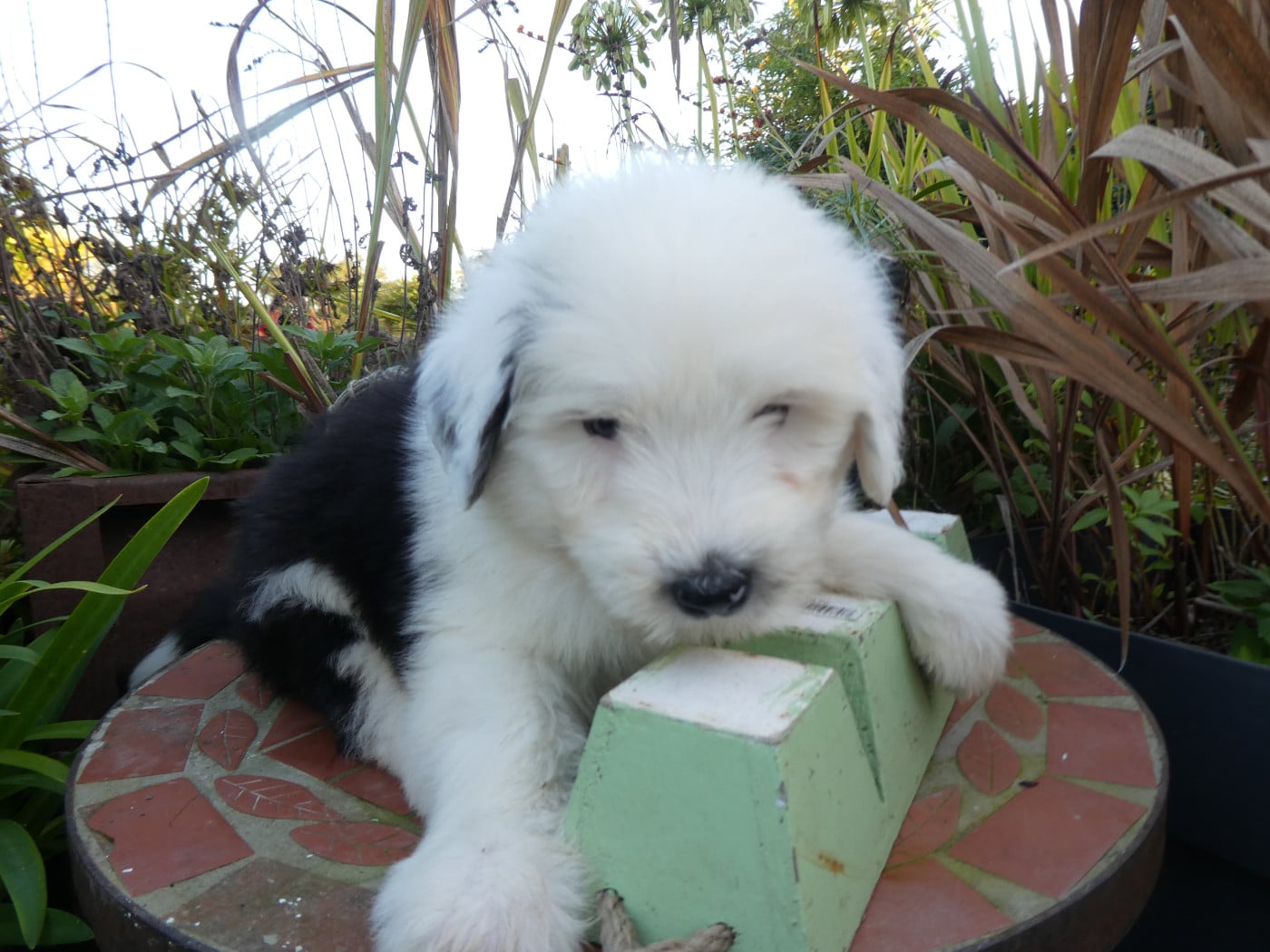 CHIOT 1
