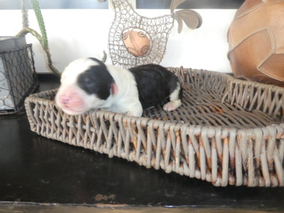 Les chiots de Bobtail