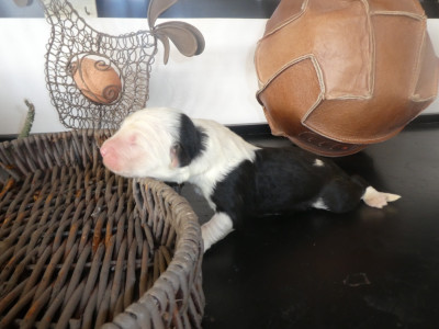 Les chiots de Bobtail