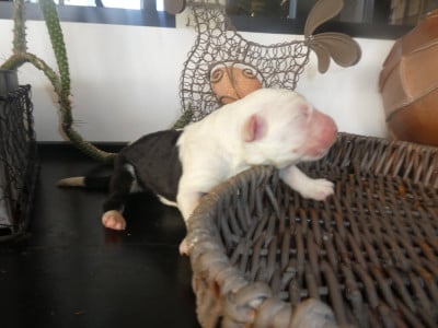 Les chiots de Bobtail