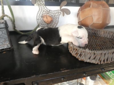 Les chiots de Bobtail