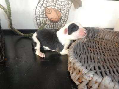 Les chiots de Bobtail