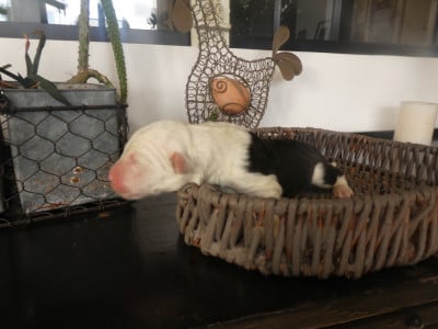 Les chiots de Bobtail