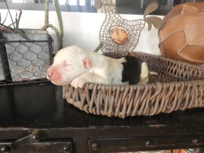 Les chiots de Bobtail