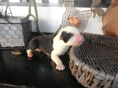 Les chiots de Bobtail