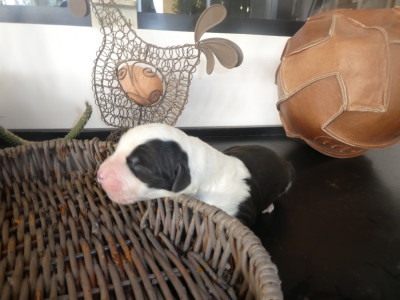 Les chiots de Bobtail