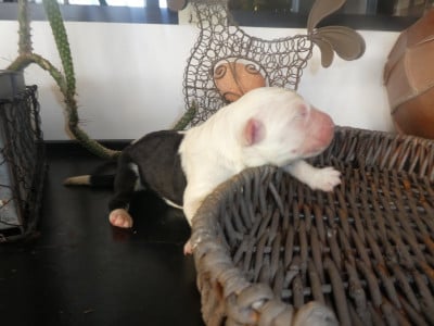 Les chiots de Bobtail