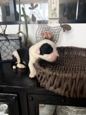 Les chiots de Bobtail