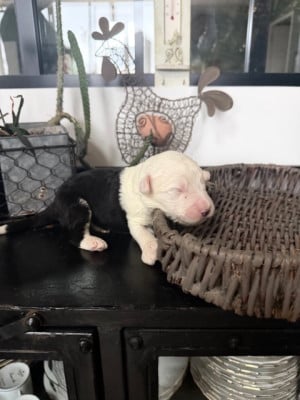 Les chiots de Bobtail