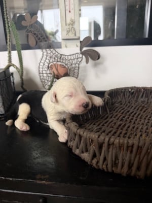 Les chiots de Bobtail