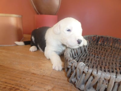 Les chiots de Bobtail