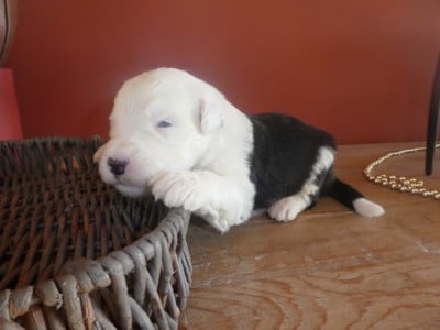 Les chiots de Bobtail