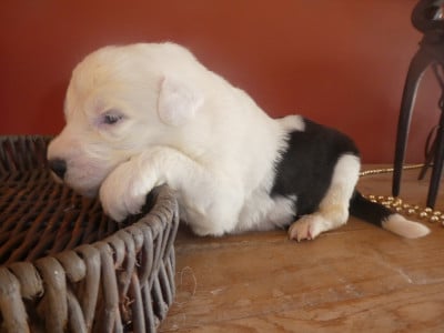 Les chiots de Bobtail