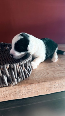 Les chiots de Bobtail