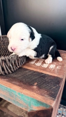 Les chiots de Bobtail