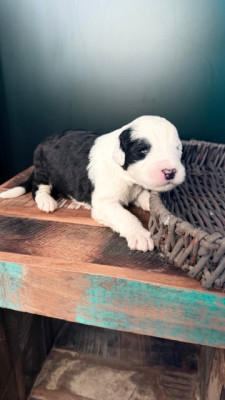 Les chiots de Bobtail