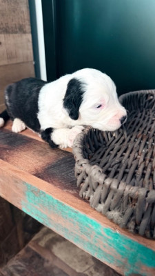 Les chiots de Bobtail