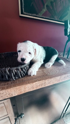 Les chiots de Bobtail