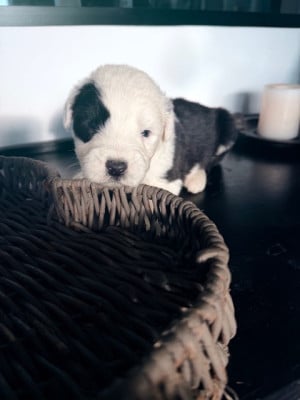 Les chiots de Bobtail