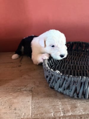 Les chiots de Bobtail