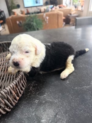 Les chiots de Bobtail