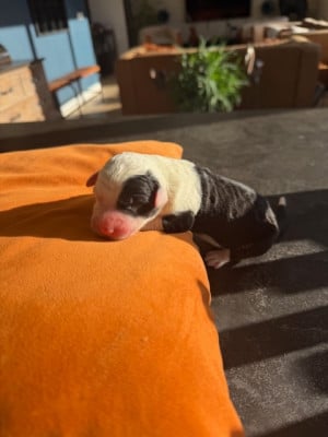 Les chiots de Bobtail