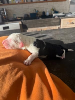 Les chiots de Bobtail