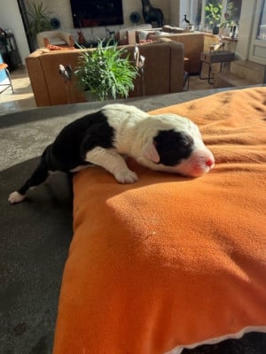 Les chiots de Bobtail